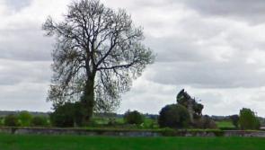 Wildlife most likely cause of human remains scattered at Kildare cemetery