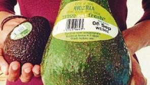 Giant avocados on sale at Kildare Tesco stores today