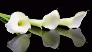 Deaths in Kildare - Monday, November 12, 2018