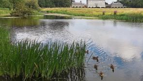 Famous painting to hang in historic Kildare venue