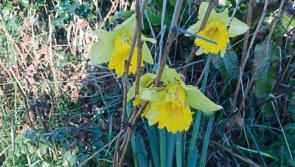 After a dull start the weather will brighten up in County Kildare