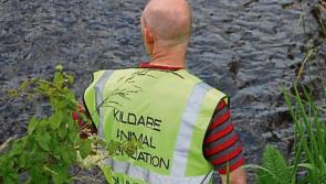 NEWS BRIEF: Kildare Wildlife Rescue seeking daytime on-site volunteers