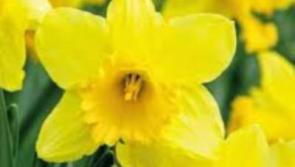 Sunny spells today in County Kildare with some rain later