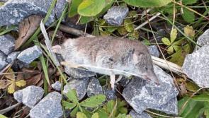 New wildlife species has moved to County Kildare - but keep the champagne corked