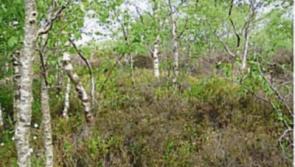 Build a bug hotel in Lullymore to celebrate National Tree Week