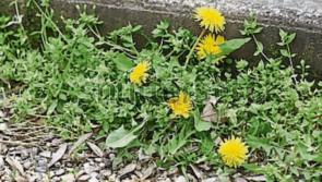 There are too many weeds growing in Kildare's towns
