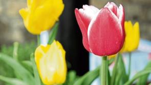 Here's what the weather has in store for County Kildare today