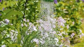 Caragh to host "floral gathering" tomorrow