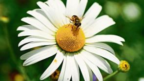 Kildare opinion: Forget those manicured lawns, it’s time to love messy biodiversity