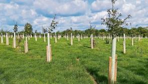 Joint forestry and agriculture land use promoted at north Kildare farm