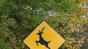 Wild animal signs are needed in Naas