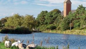 80 bags of dog faeces taken from the Naas lakes area