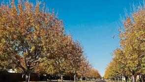 Kildare County Council says trees will be pruned