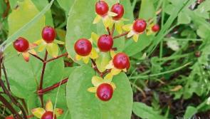 County Kildare wildlife habitats must be protected