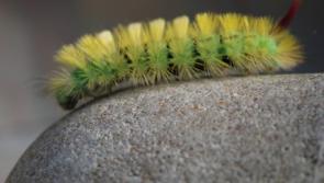Kildare Wildlife Watch: The metamorphosis of the pale tussock moth