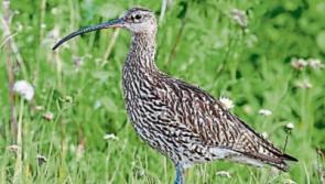 Have you heard the curlew’s call in Kildare?