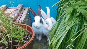 KWWSPCA: Rescue rabbits and kittens who need a home