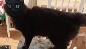 KWWSPCA: A happy ending to ‘tail’ of feral Shelly