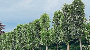 Gardening With Jo: Getting set for the autumn season