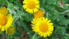 Kildare's Wildlife Watch: The pretty plant that can smoke out fleas!