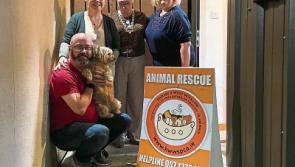 KWWSPCA: Teddy’s adoption prompts fundraiser for Kildare shelter