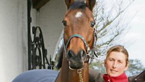 Hurricane Fly joins living legends at Kildare's National Stud