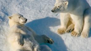 Newbridge adventurer to give Arctic talk in aid of local Alzheimer's Society