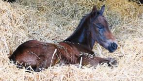 150 new foals at Kildare's National Stud