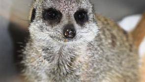 Meerkat the latest unusual arrival at Kildare Animal Foundation shelter