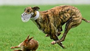 Kildare gardai join forces with clubs to tackle hare poaching