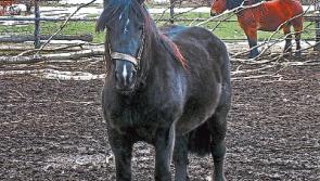 New horse bye-laws slammed by Kildare councillor
