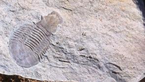 350 million year old fossil found on the Curragh