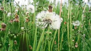 The weeds of Newbridge are safe