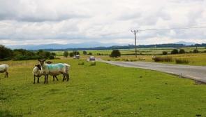 It's up to all of us to protect the Curragh plains