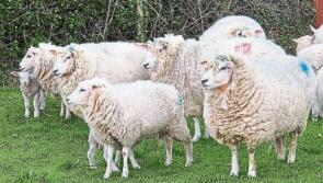 Sheep crackdown on the Curragh