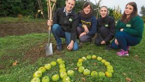 Landscape company's free tree offer