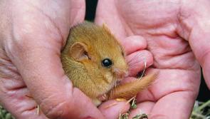 Rare Hazel Dormouse found near Naas
