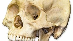 Skull left on Naas doorstep 