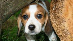 Kildare animal shelter warns: Under the tree is no place for pups