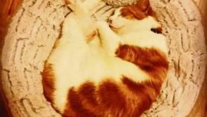 Heartwarming festive rescue tales and tails from Kildare Animal Foundation