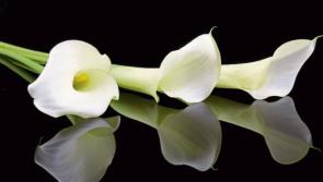 Deaths in Kildare - December 29, 2016