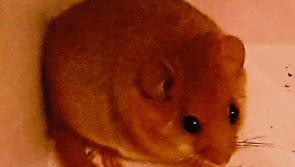 Double dormouse delight as rare creatures found in Ballymore Eustace