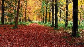 Donadea Forest parking concerns resonate with locals