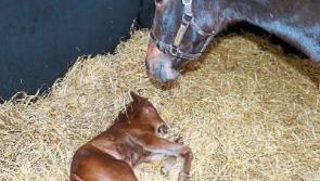 Irish National Stud celebrates first foal of 2017