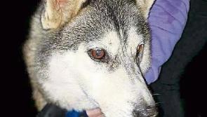 Newbridge-based Huskie rescue centre appeals for help