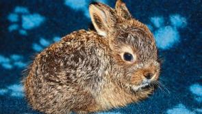 Kildare Animal Foundation launches urgent fundraiser for wildlife centre