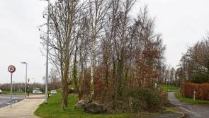 Naas wooded area is a "fire hazard"