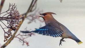 Rare birds come flocking to Kildare