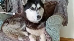 Appeal for information on missing Kildare husky
