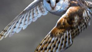 No nesting barn owls in Kildare - Birdwatch Ireland
